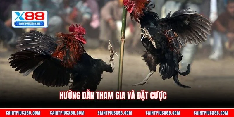 Hướng dẫn tham gia và đặt cược
